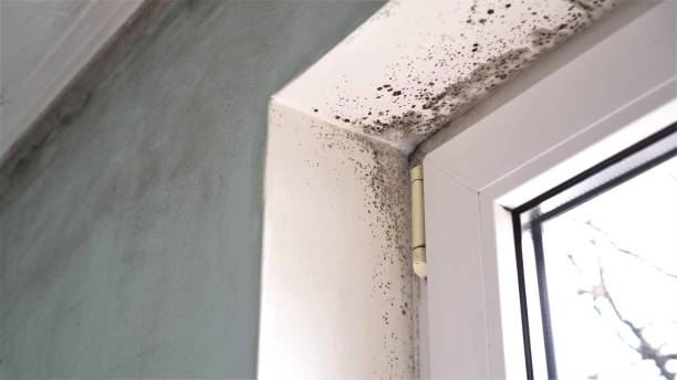 Best Biohazard Mold Removal  in North Granby, CT