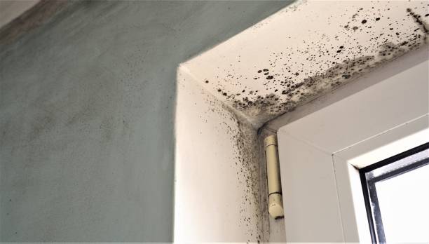 Mold Removal for HVAC Installations in North Granby, CT