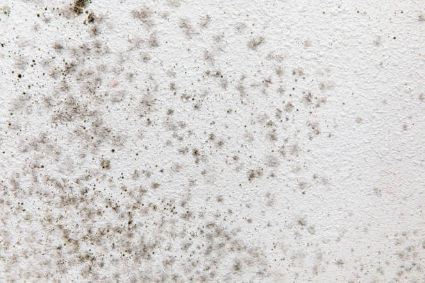 Best Black Mold Removal  in North Granby, CT