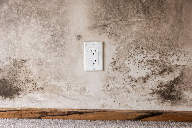Best Mold Damage Restoration  in North Granby, CT