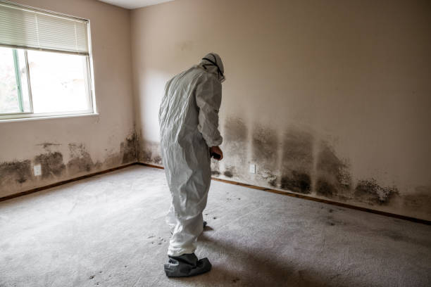 Best Mold Removal for HVAC Installations  in North Granby, CT